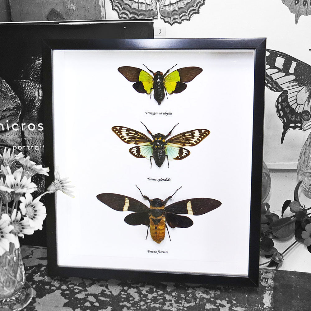 Cicada Triple - Framed Genuine Specimen