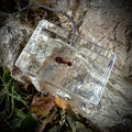 Ant Specimen in Resin