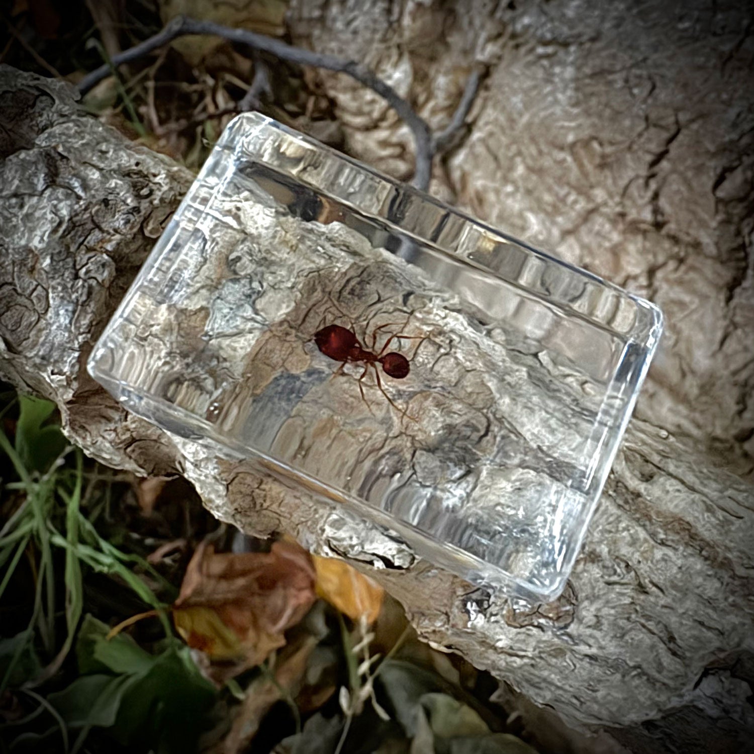 Ant Specimen in Resin