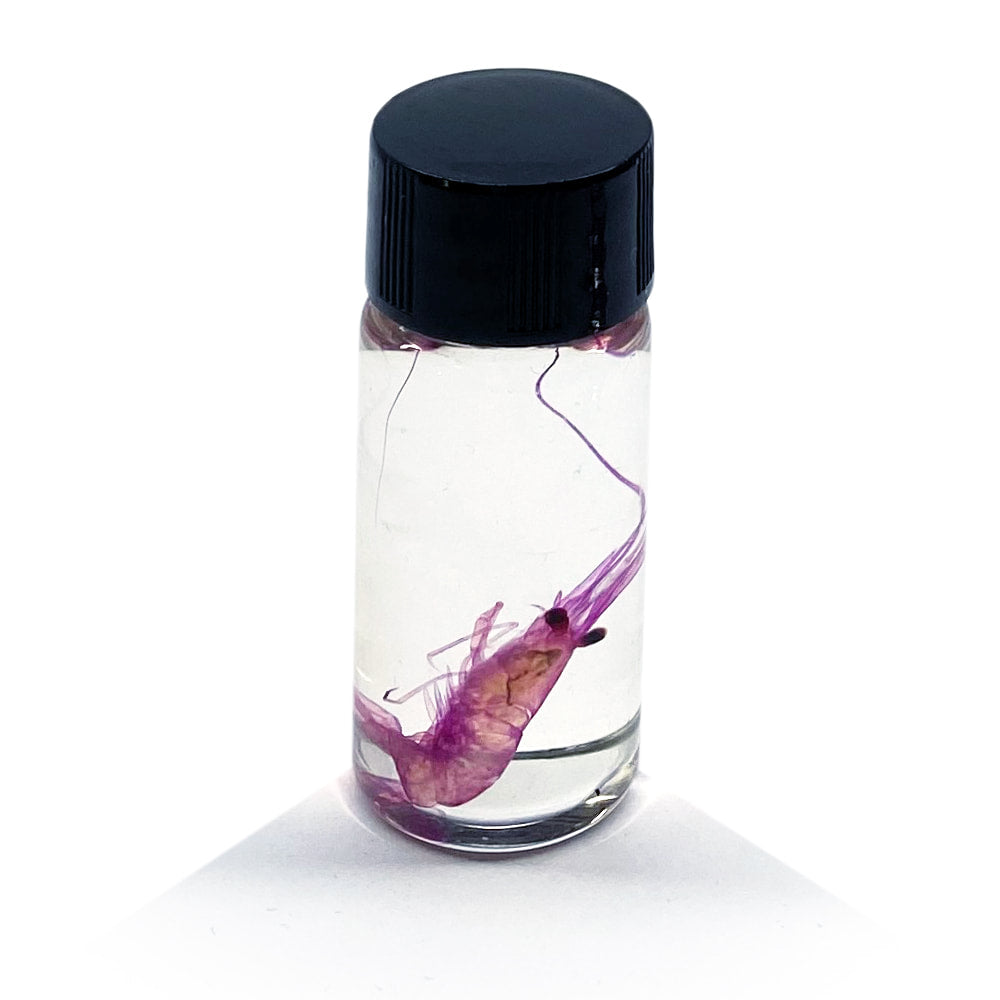 Tiny Shrimp Diaphonised Specimen