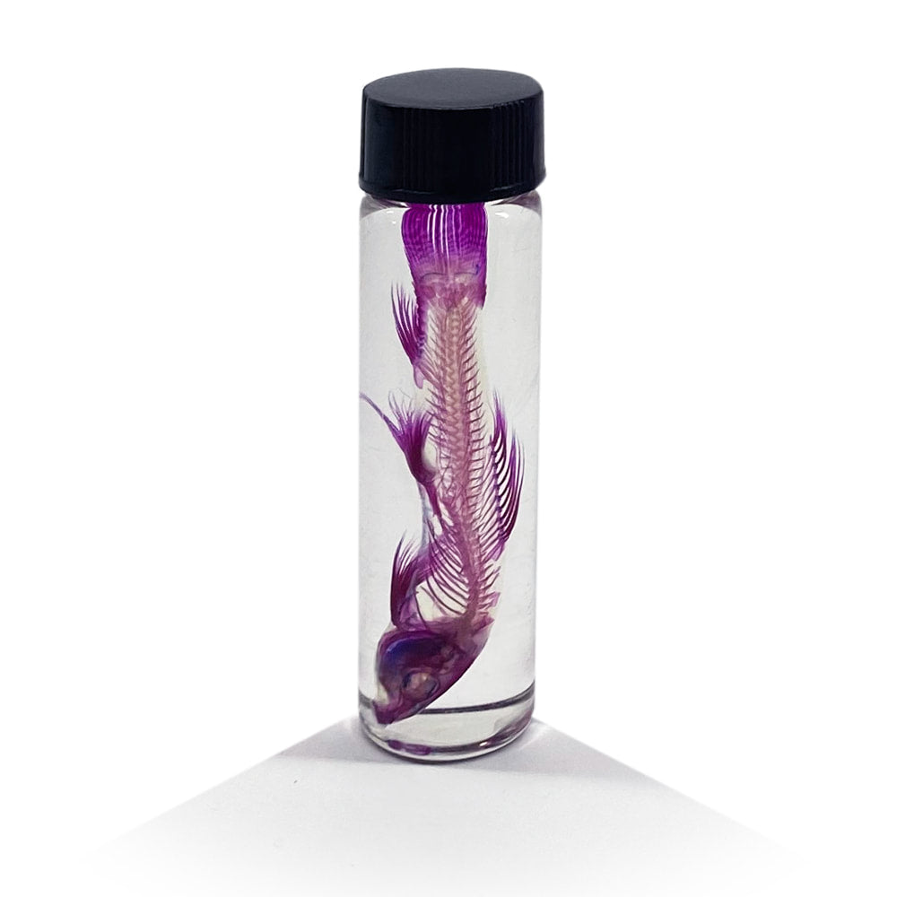 Rainbow Shark Diaphonised Specimen