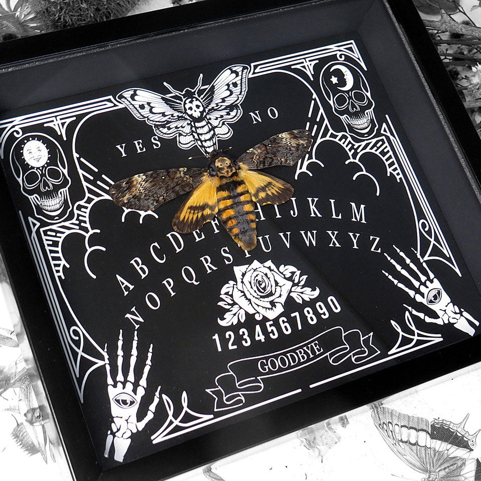 Death's Head Hawkmoth Ouija Framed Specimen