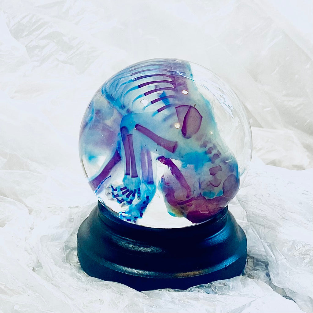 Kitten Diaphonised Wet Specimen Globe