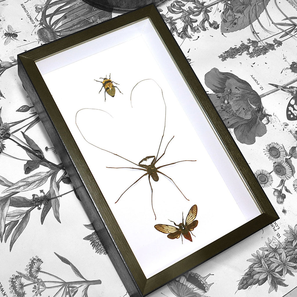 Deathly Trio Framed Genuine Specimens