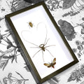 Deathly Trio Framed Genuine Specimens