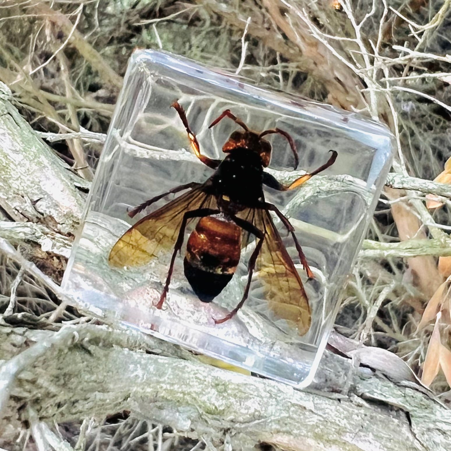 Hornet Specimen in Resin