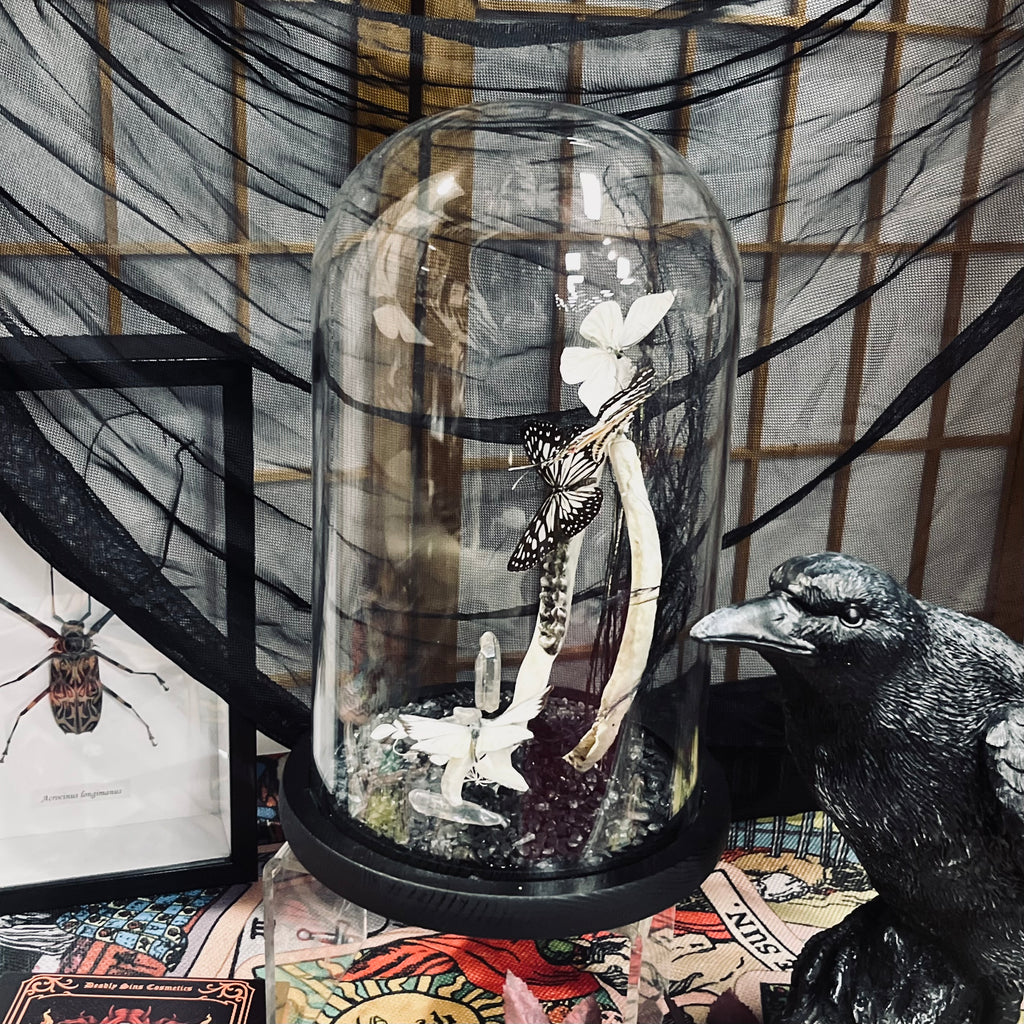 Butterfly Ghosts Dome Various Genuine Specimens