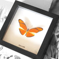 Orange Butterfly Genuine Framed Specimen