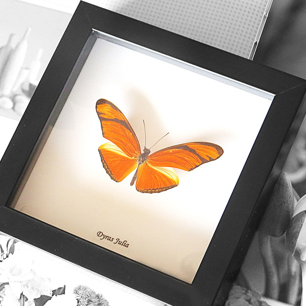 Orange Butterfly Genuine Framed Specimen