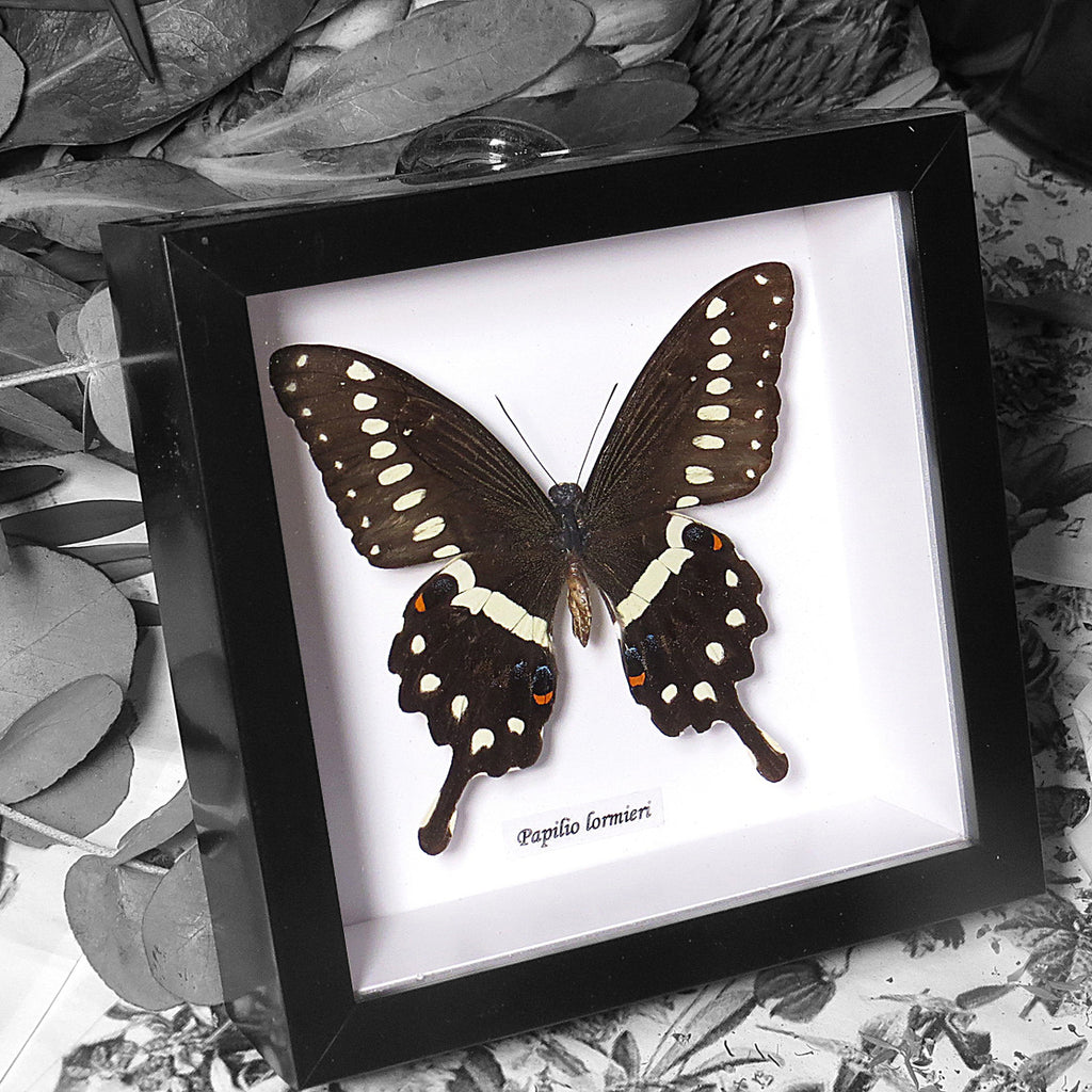 Papilio Lormieri Ventral Genuine Framed Specimen