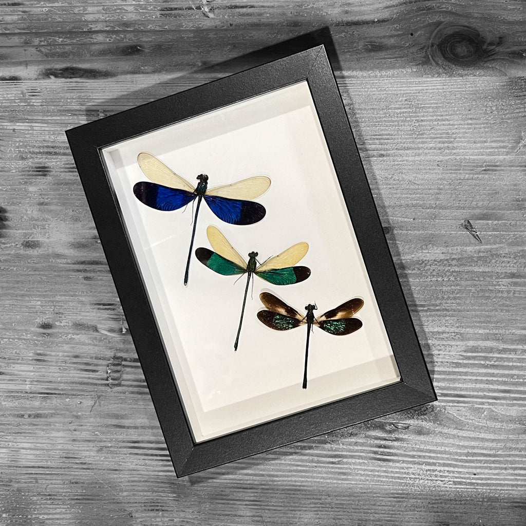 Triplet Damselfly Genuine Framed Specimen
