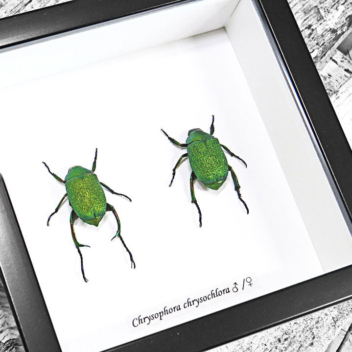 Shining Leaf Chafer Beetle Genuine Framed Specimen