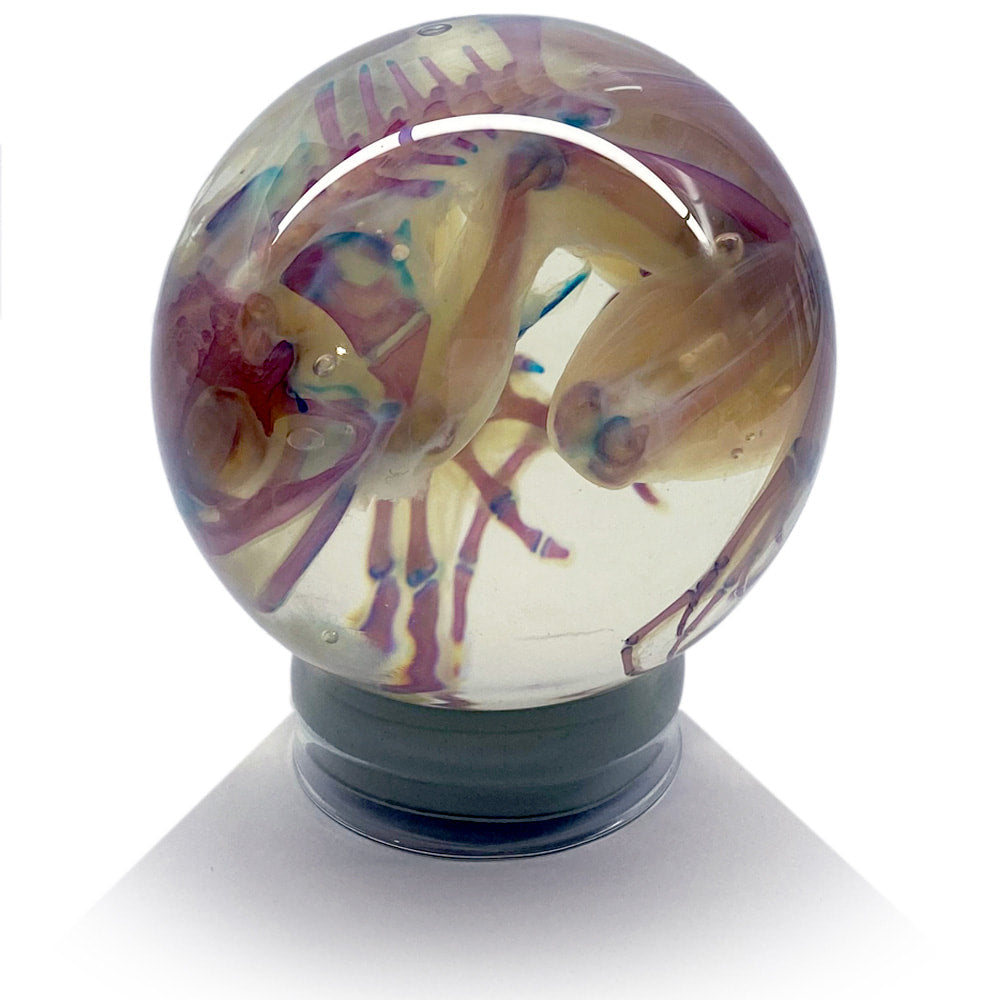 Cane Toad Diaphonised Wet Specimen Globe