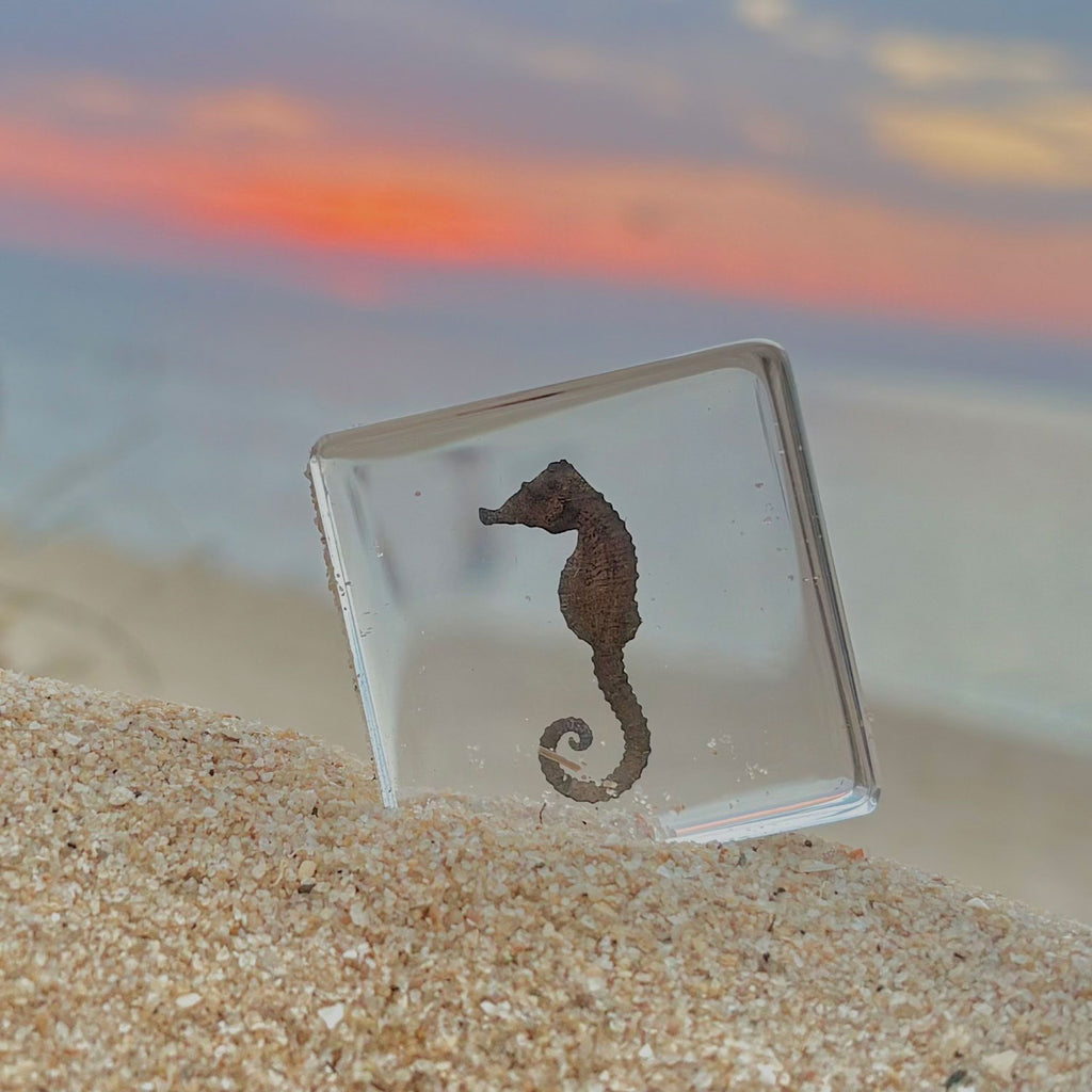 Seahorse Specimen in Resin