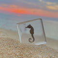 Seahorse Specimen in Resin