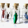 Mystery Specimen Beetle Bottle
