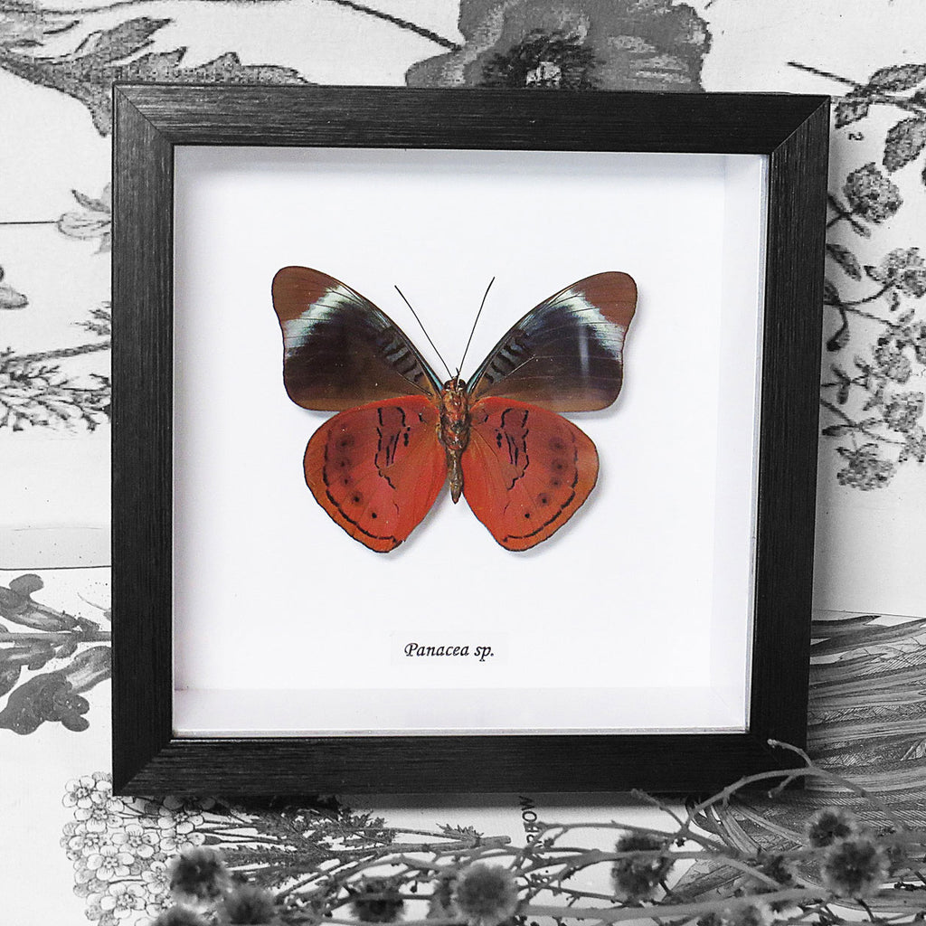 Red Flasher Butterfly Genuine Framed Specimen