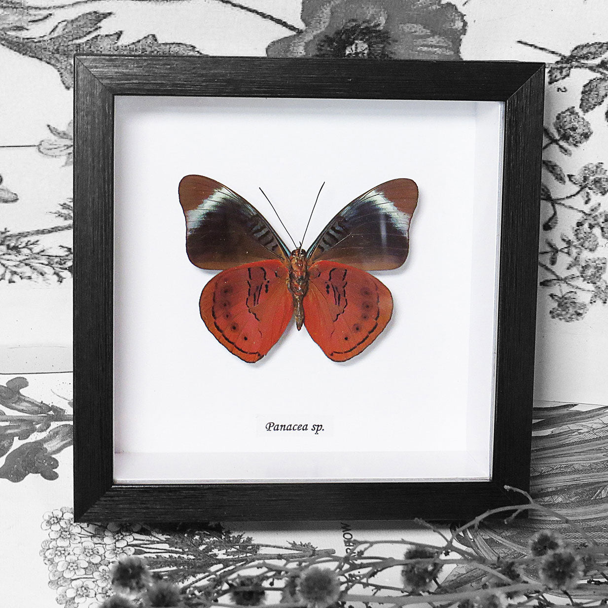 Red Flasher Butterfly Genuine Framed Specimen
