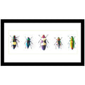 Shiny AF! Jewel Beetle Genuine Specimen Collection
