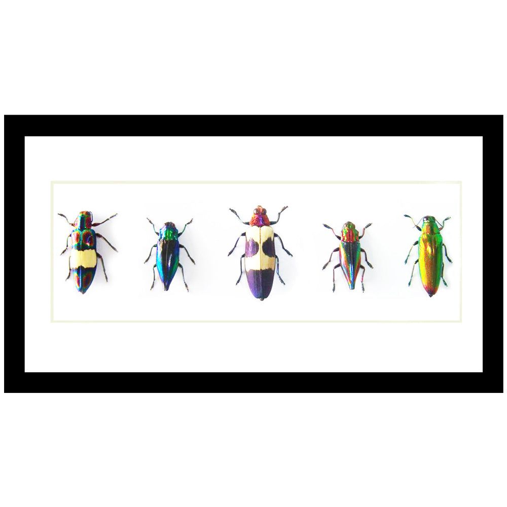 Shiny AF! Jewel Beetle Genuine Specimen Collection