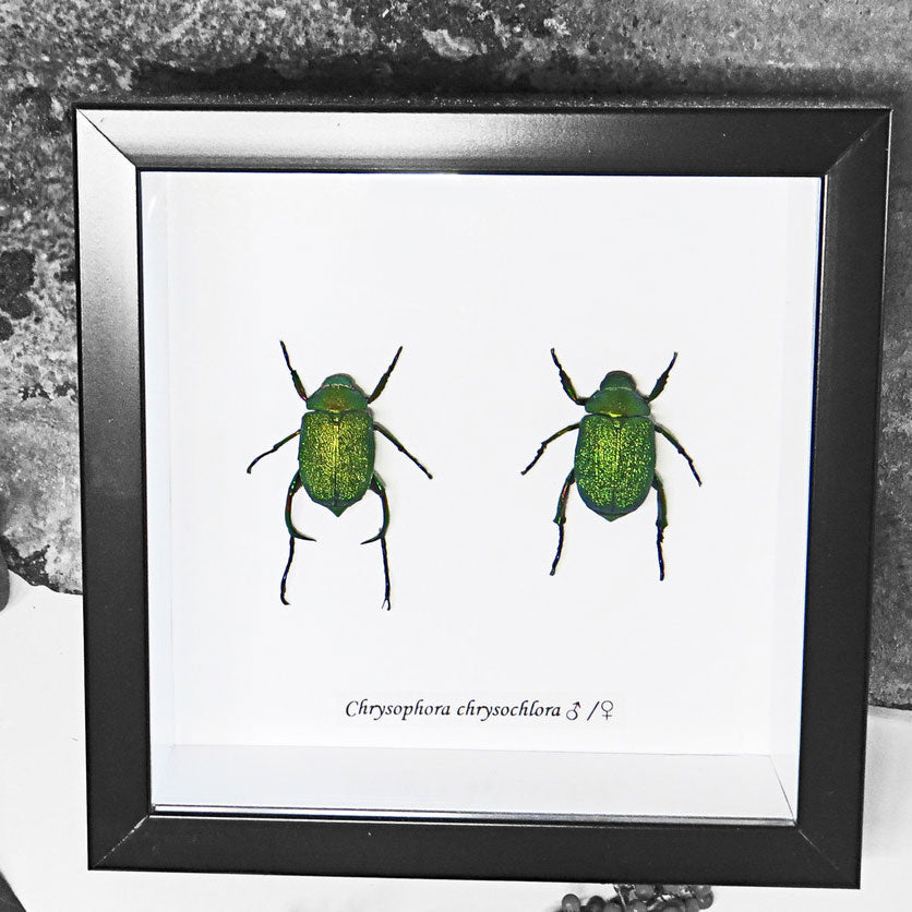 Shining Leaf Chafer Beetle Genuine Framed Specimen