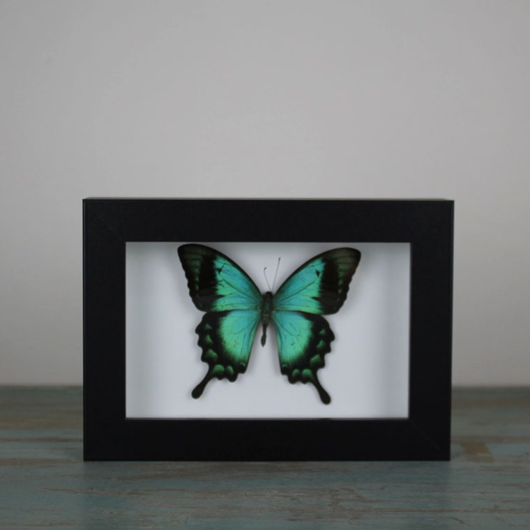 Papilio lorquinianus, Sea Green butterfly in a Frame
