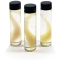 Tentacle Diaphonised Wet Specimen