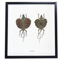 Flying Lizard Duo Framed Specimens