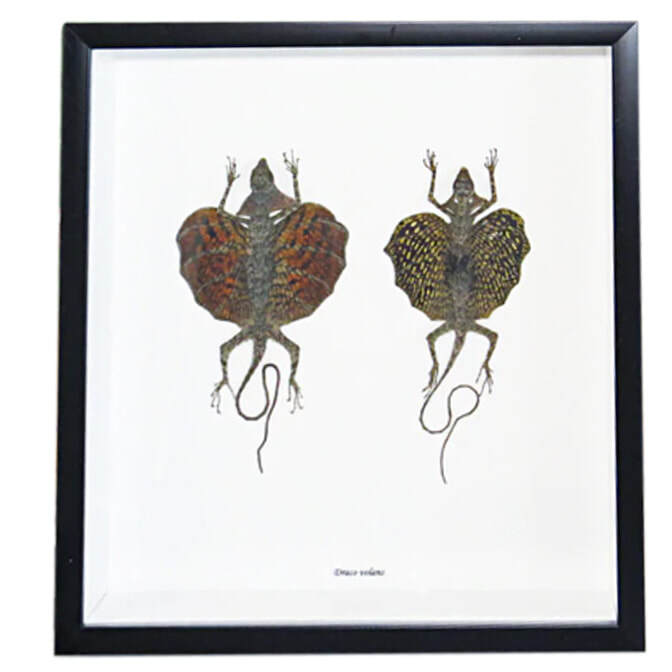 Flying Lizard Duo Framed Specimens