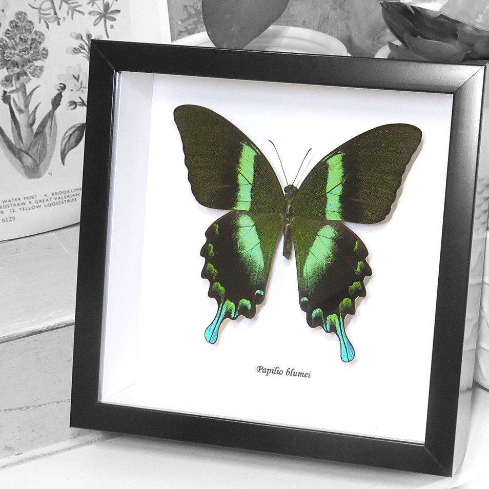 Papilio Blumei Butterfly Genuine Framed Specimen