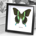 Papilio Blumei Butterfly Genuine Framed Specimen