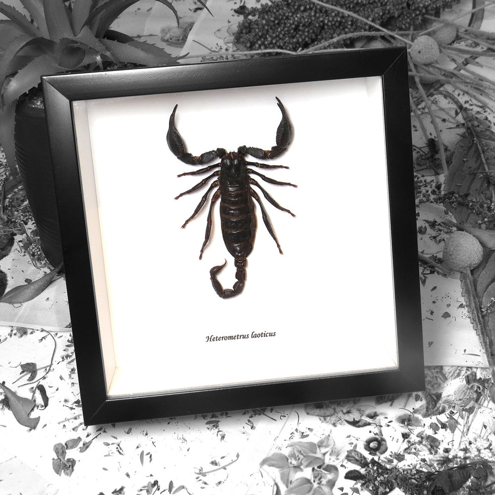 Framed Scorpion Heterometrus Laoticus Medium Specimen