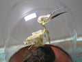 Bee-Eater Bird Articulated Skeleton in a Glass Dome