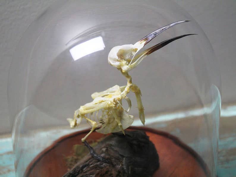 Bee-Eater Bird Articulated Skeleton in a Glass Dome