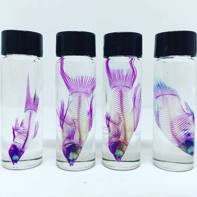 Gourami Diaphonised Wet Specimen