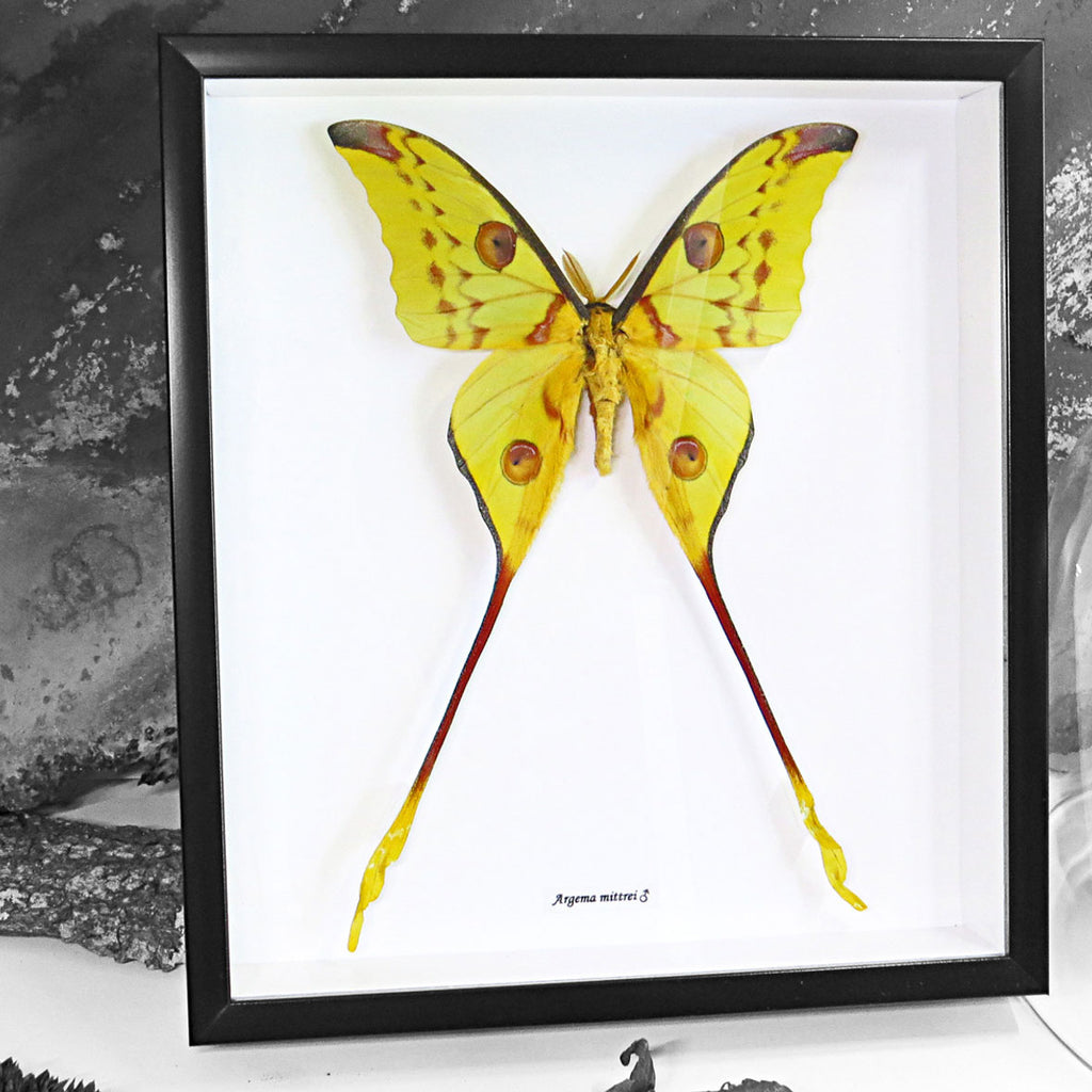 Moon Moth Argema Mittrei Framed Genuine Specimen