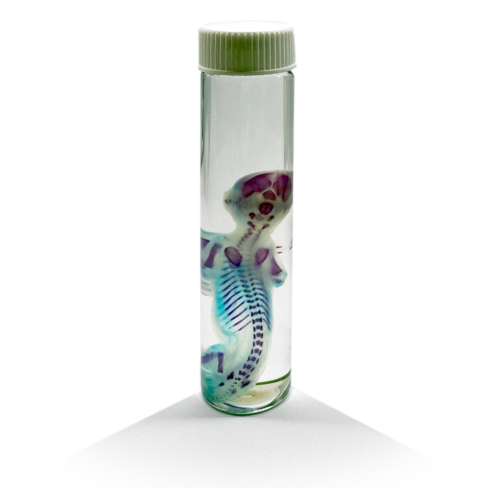 Kitten Foetus Diaphonised Specimen Jar