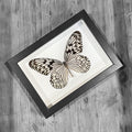 Wood Nymph Genuine Butterfly Framed Specimen