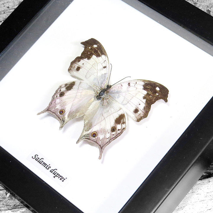Mother of Pearl Butterfly Genuine Framed Specimen