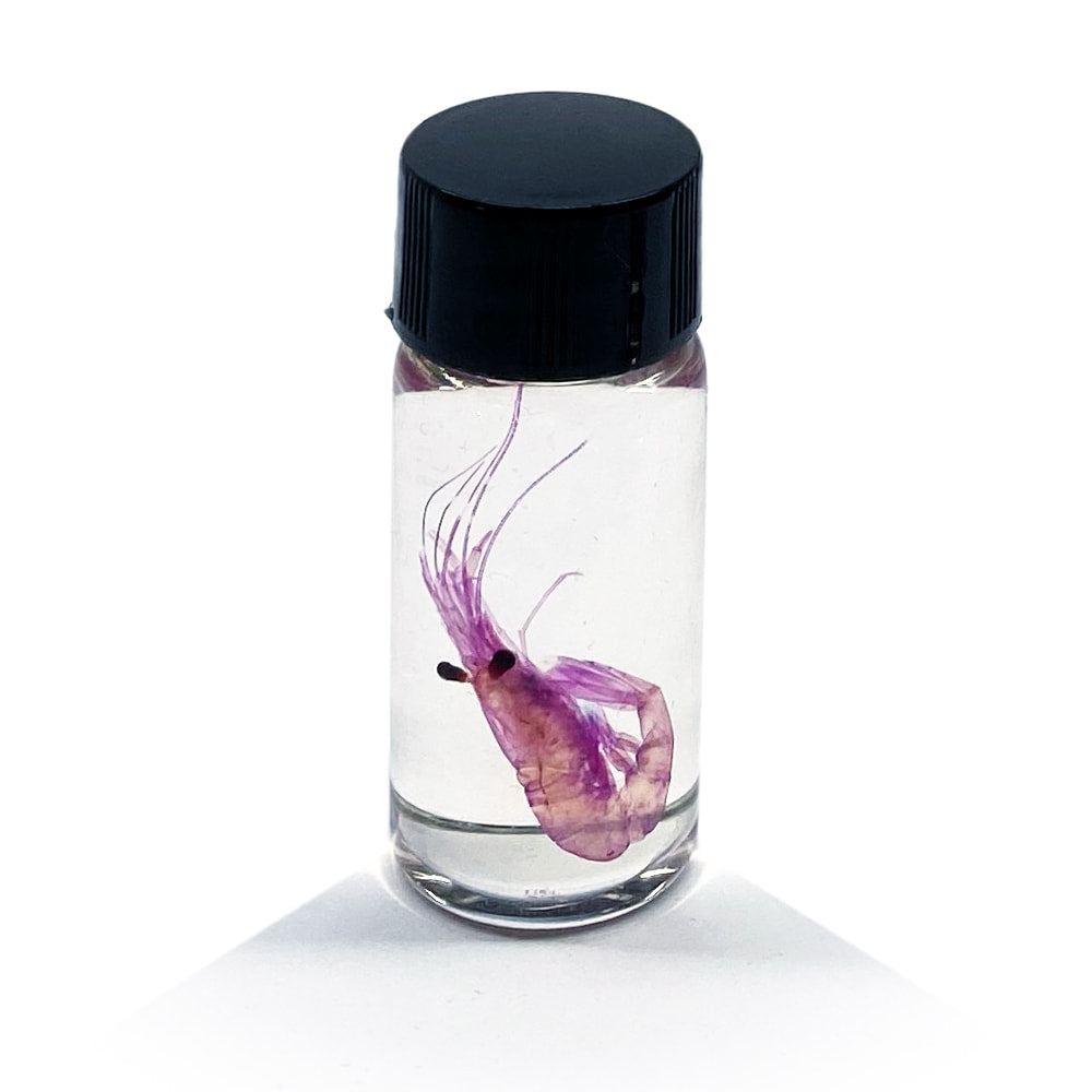 Tiny Shrimp Diaphonised Specimen