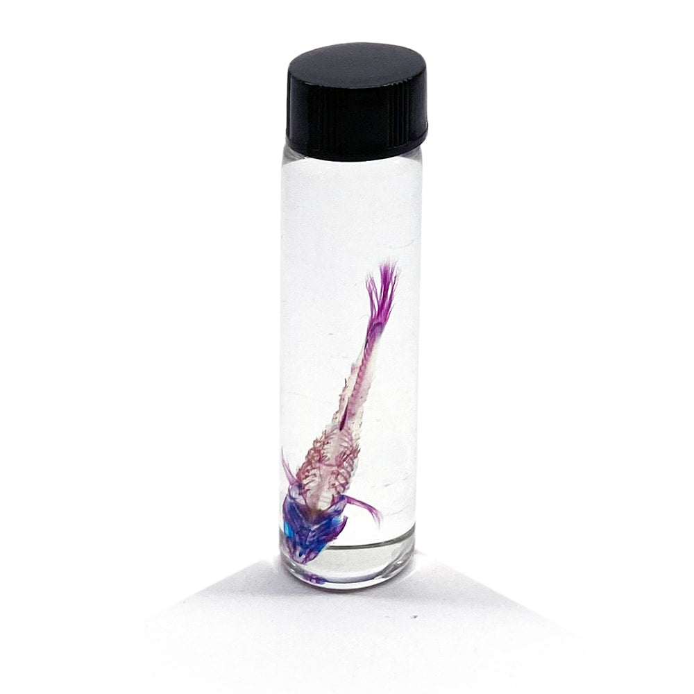 Diaphonised Fish Assorted