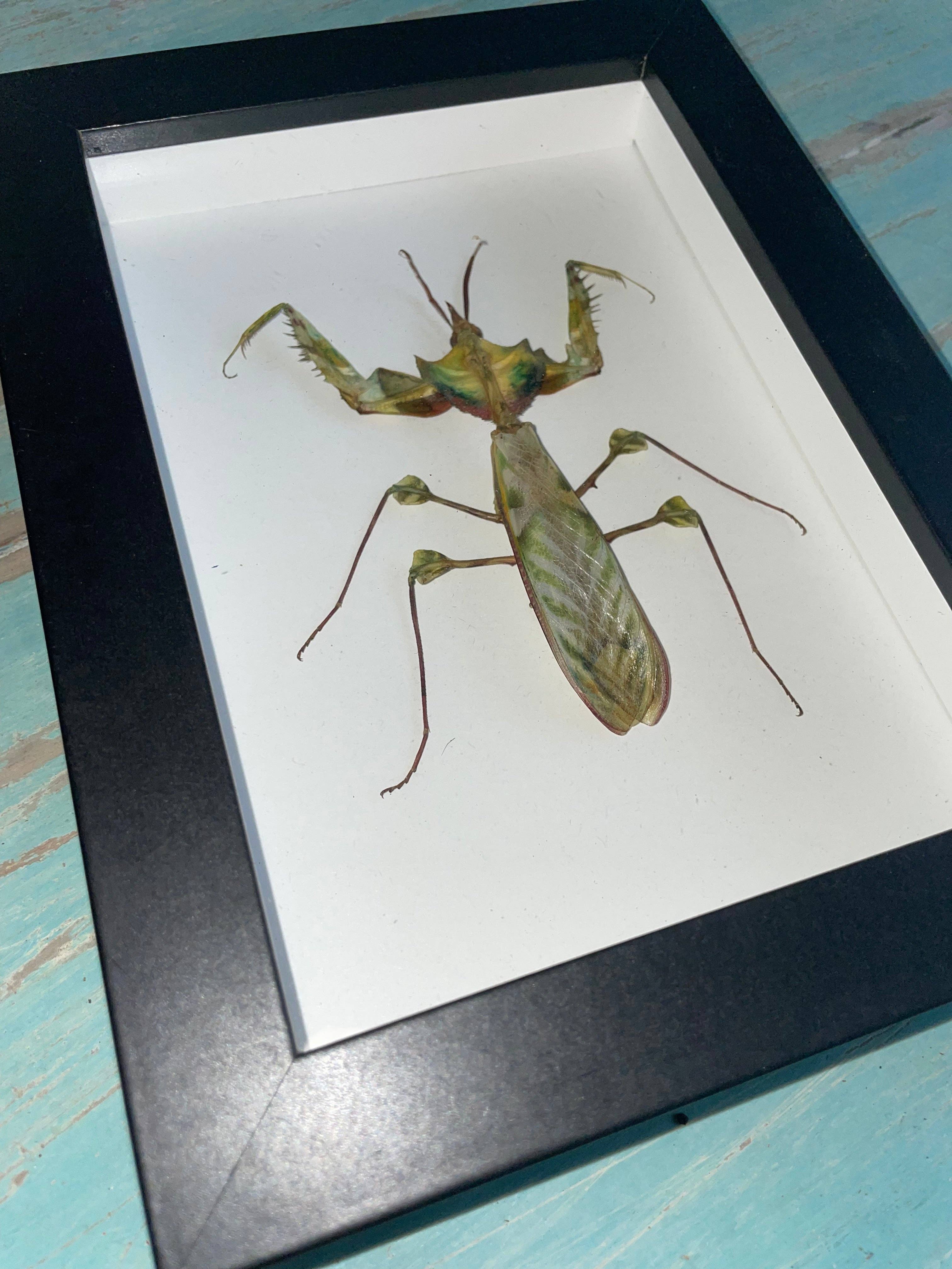 Idolomantis diabolica in a Black Frame