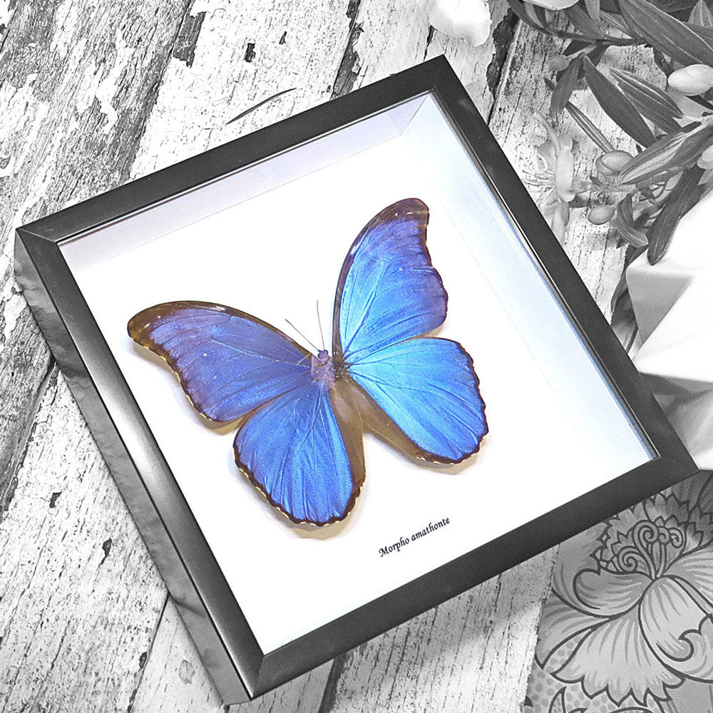 Blue Butterfly - Morpho Amathonte Framed Specimen