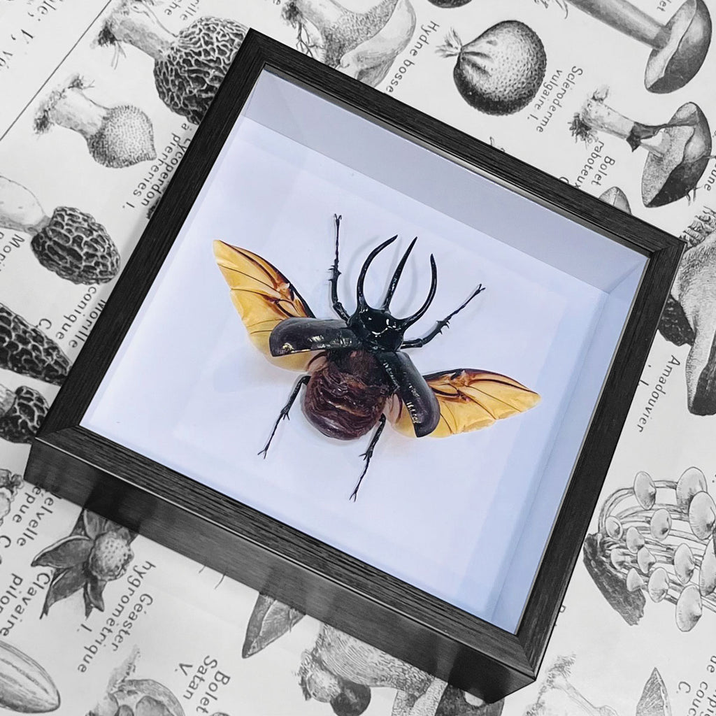 Chalcosoma Caucasus Male Framed Rhino Beetle Specimen