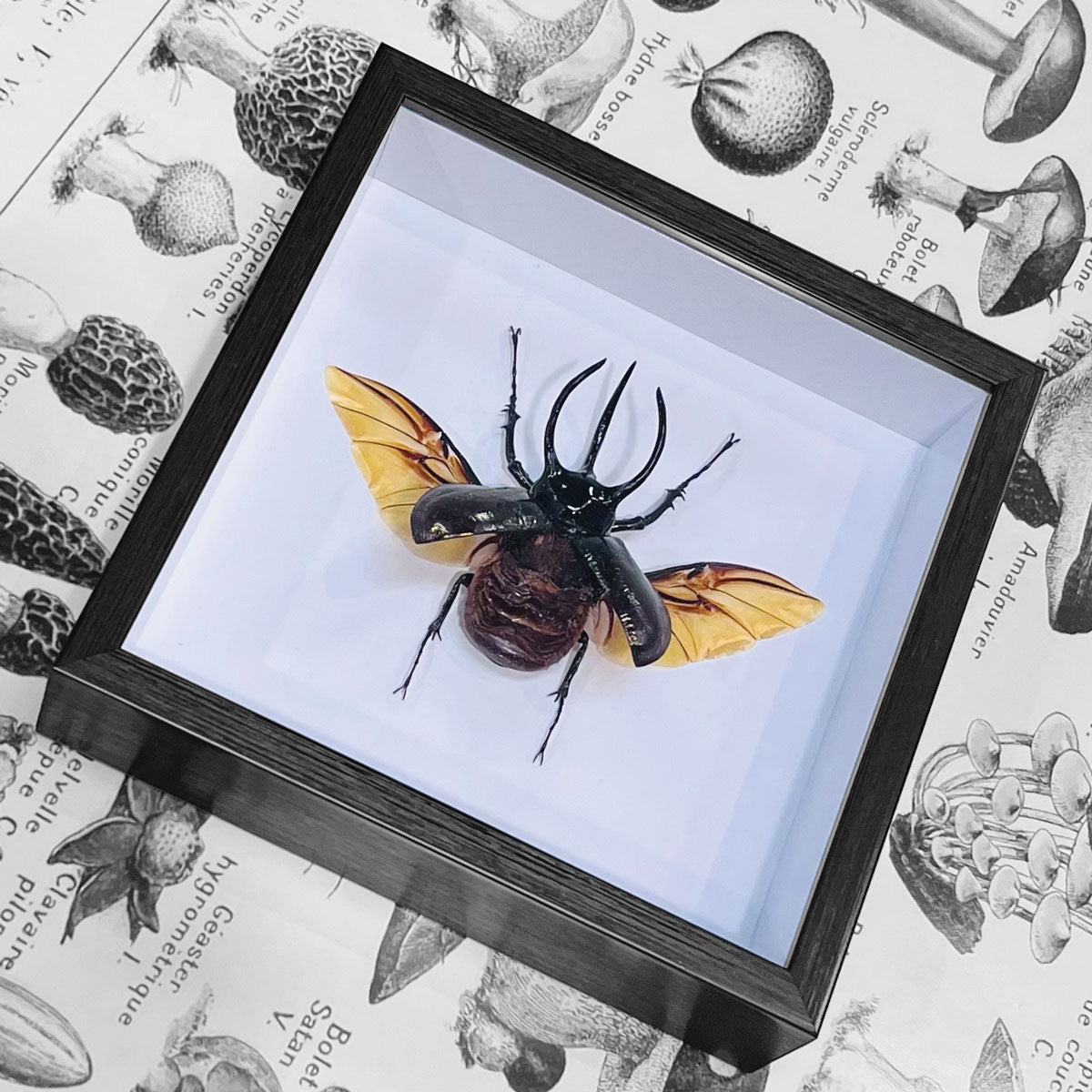 Chalcosoma Caucasus Male Framed Rhino Beetle Specimen