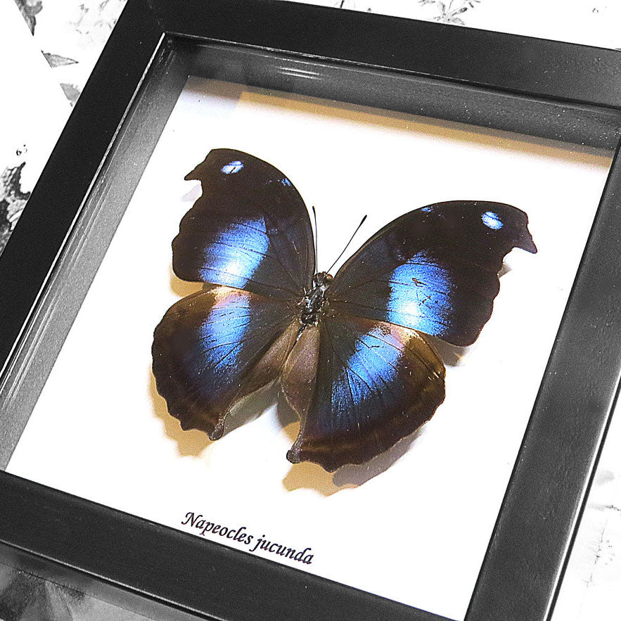 Blue Hookwing Butterfly - Papilo Jucunda Framed Specimen