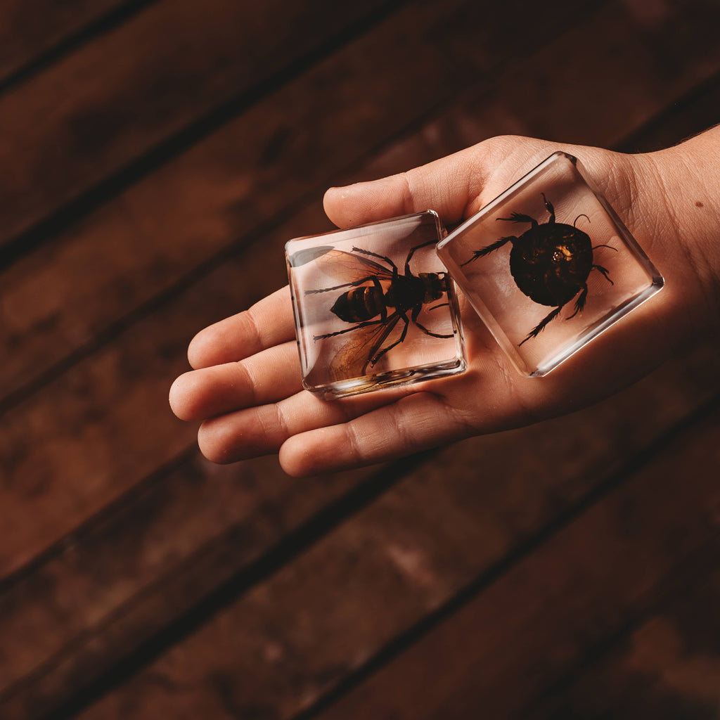 Investigative Insects Set of 6 Specimens