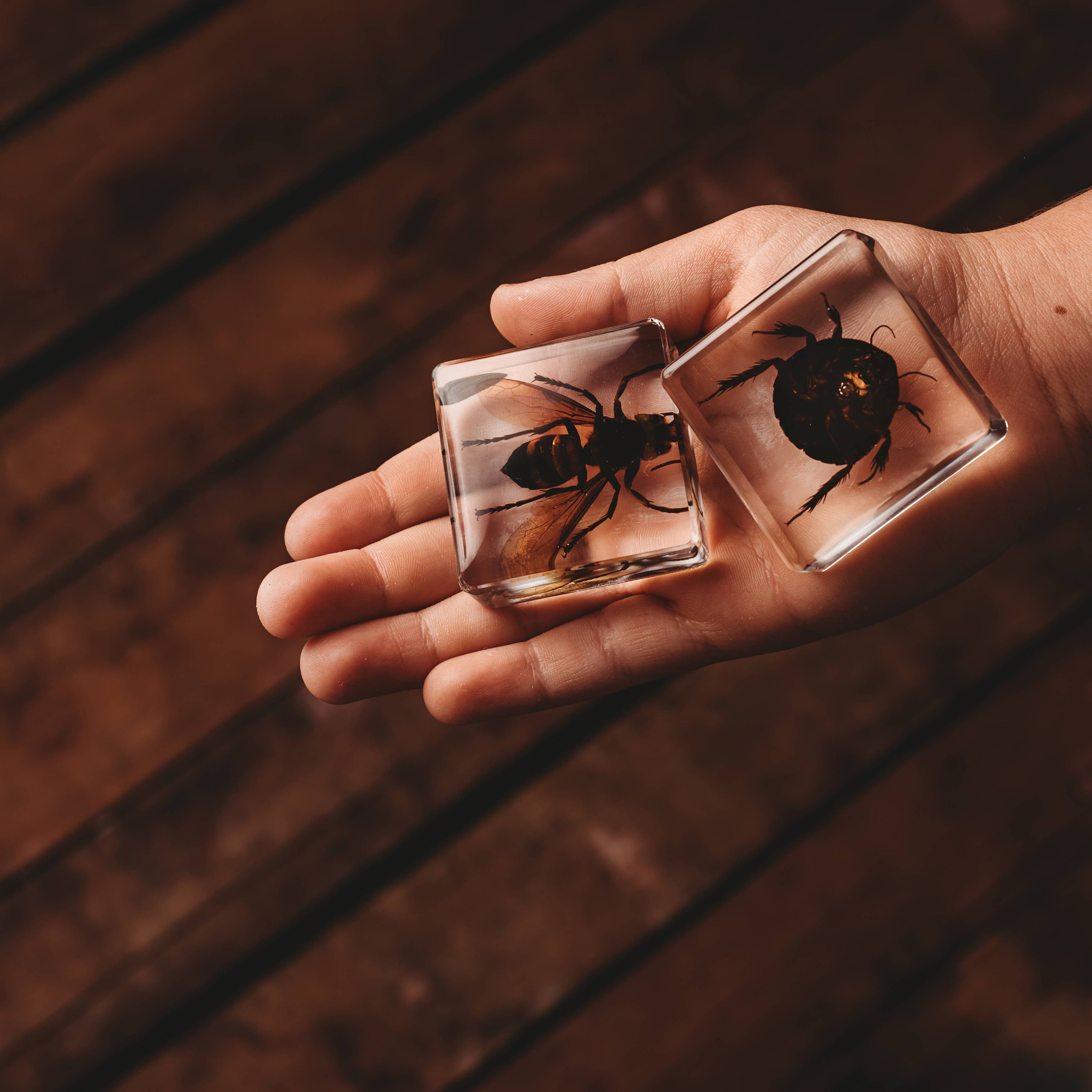 Investigative Insects Set of 6 Specimens