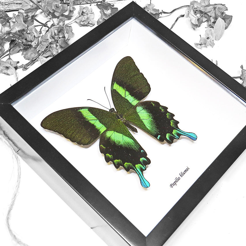 Papilio Blumei Butterfly Genuine Framed Specimen