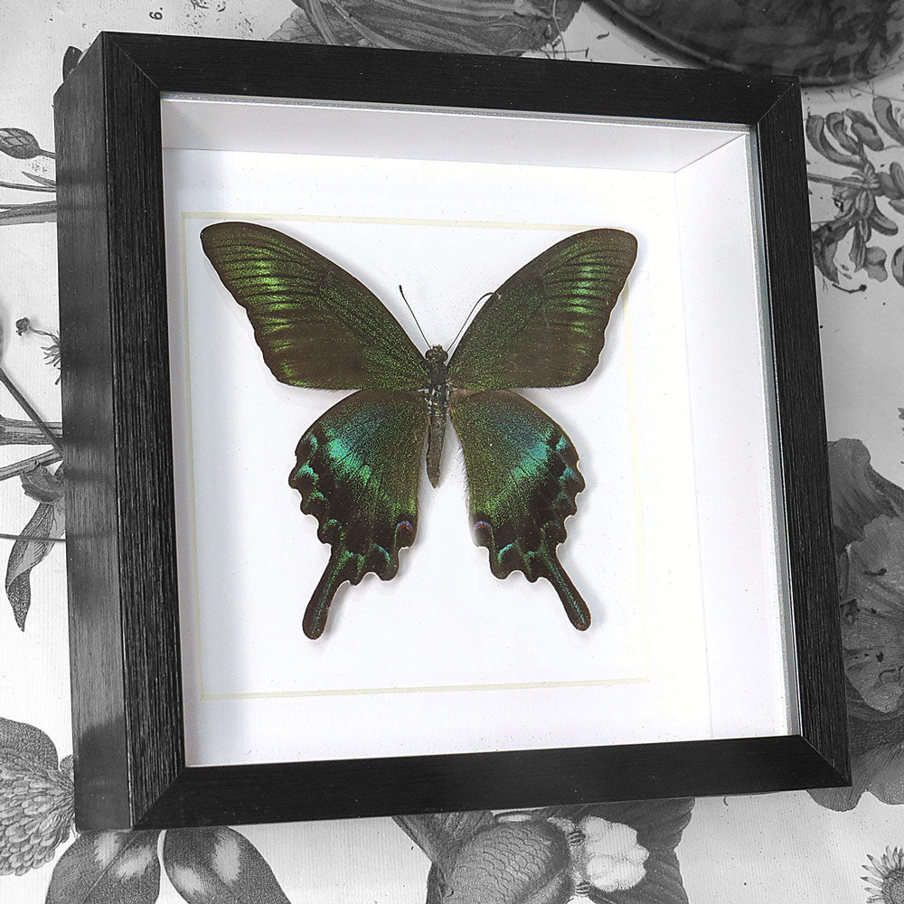 Butterfly Black Swallowtail Framed Specimen
